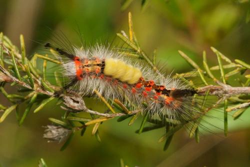 Orgyia antiqua