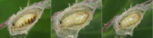 Orgyia antiqua