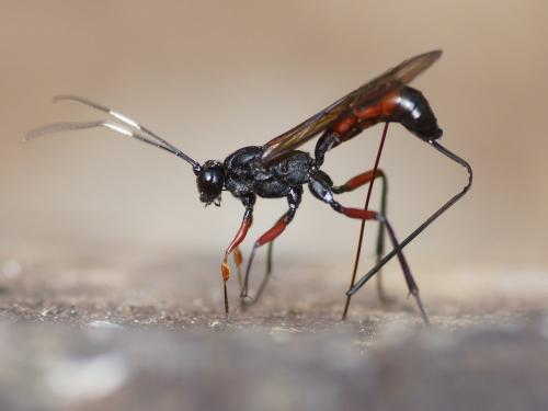 Echthrus sp.