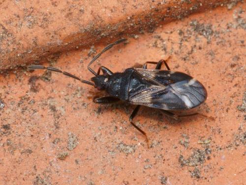 Taphropeltus contractus