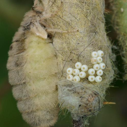 Orgyia antiqua