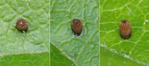 Thyris fenestrella