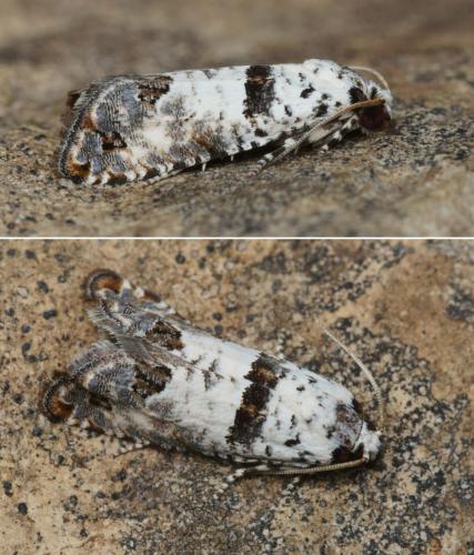 Epinotia dalmatana