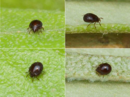 Réf. 121 622 : Humerobates sp.