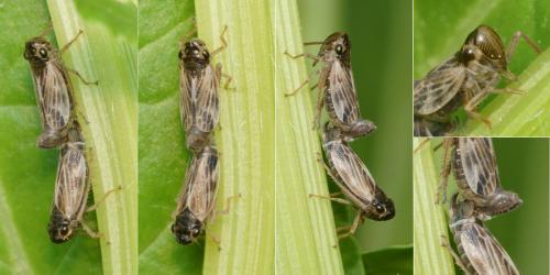 Evacanthus acuminatus