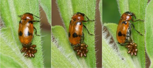 Macrolenes dentipes