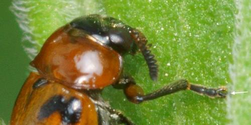 Macrolenes dentipes