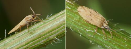 Réf. 121 403 : Tingis auriculata