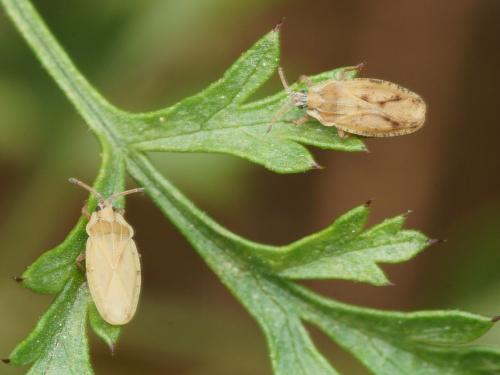 Réf. 121 404 : Tingis auriculata