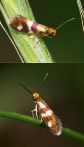 Réf. 121 562 : Micropterix aglaella