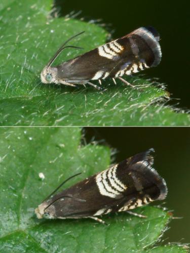 Réf. 121 559 : Grapholita compositella