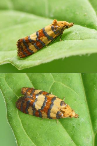 Aethes tesserana