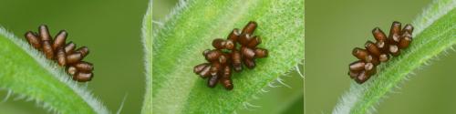 Macrolenes dentipes