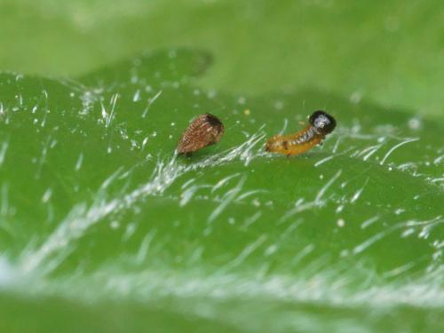 Thyris fenestrella