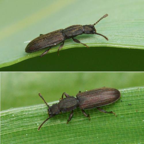 Oryzaephilus surinamensis