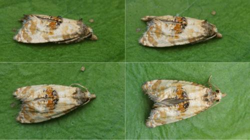 Réf. 121 694 : Cochylis molliculana