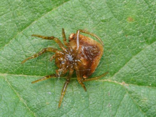 Cyrtarachne ixoides