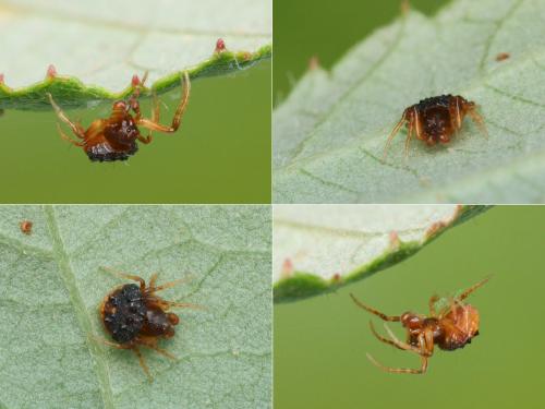 Cyrtarachne ixoides