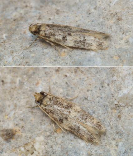 Apatema impunctella