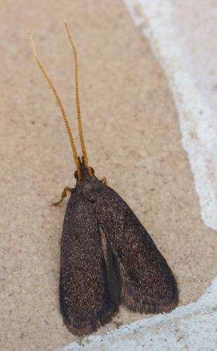 Lecithocera nigrana