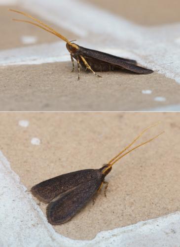 Réf. 121 833 : Lecithocera nigrana
