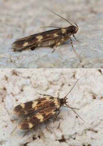 Réf. 121 970 : Oegoconia sp.