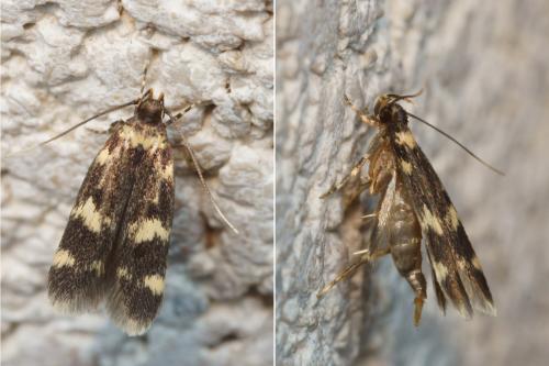 Oegoconia sp.