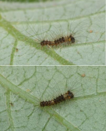 Orgyia antiqua