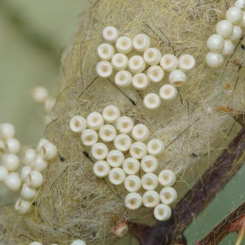 Orgyia antiqua