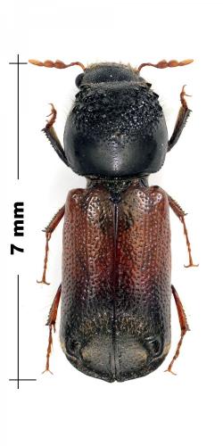 Réf. 121 042 : Xylopertha praeusta