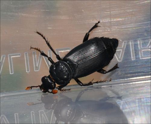 Réf. 121 668 : Nicrophorus humator