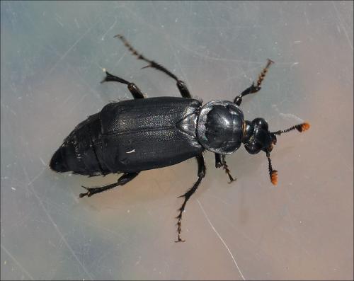 Réf. 121 669 : Nicrophorus humator