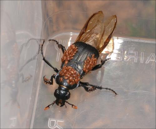 Réf. 121 994 : Nicrophorus humator
