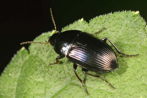 Réf. 121 257 : Amara ovata