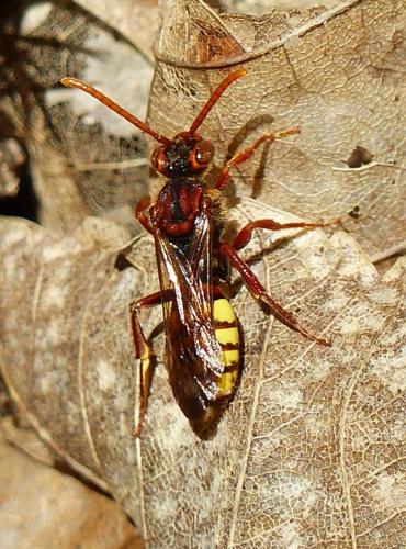 Réf. 121 839 : Nomada sp.