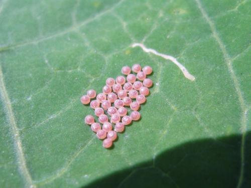Mamestra brassicae