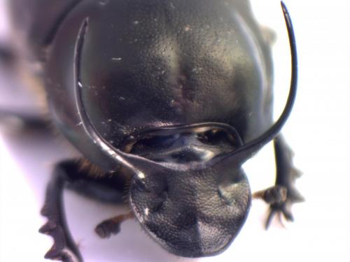 Onthophagus illyricus