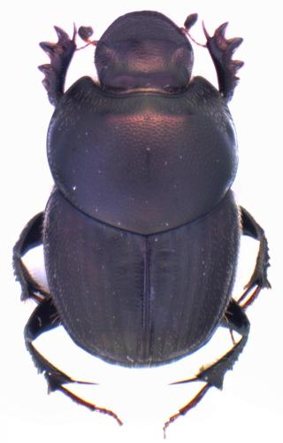 Onthophagus illyricus