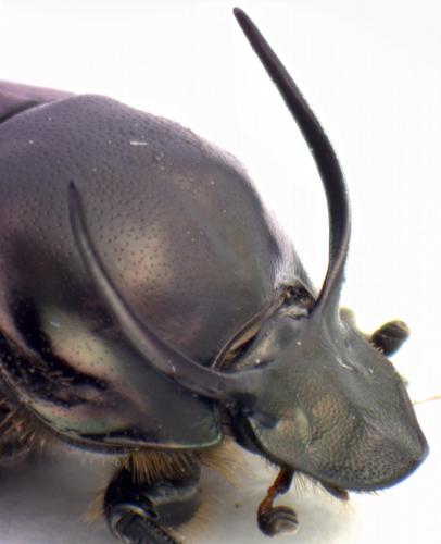 Onthophagus illyricus