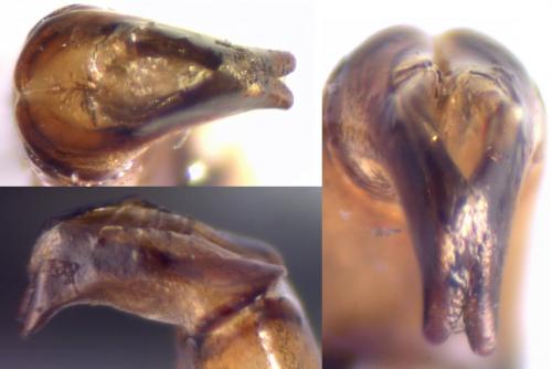 Onthophagus illyricus