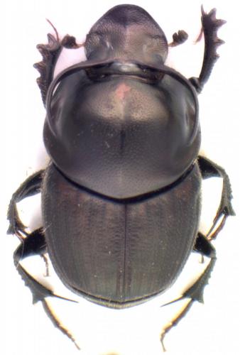 Onthophagus illyricus