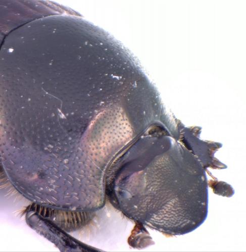 Onthophagus illyricus