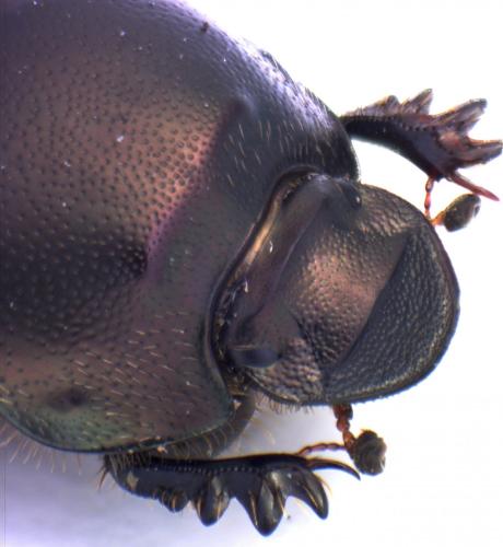 Onthophagus illyricus