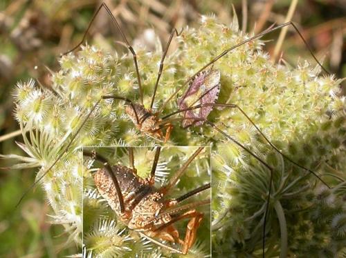 Phalangium opilio