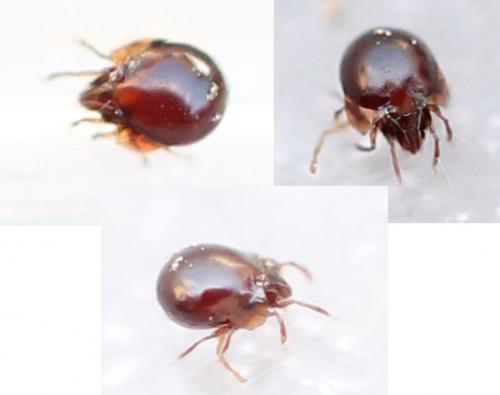 Réf. 121 452 : Humerobates sp.