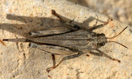 Réf. 121 640 : Tetrix bolivari