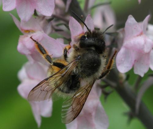 Réf. 121 198 : Osmia bicornis