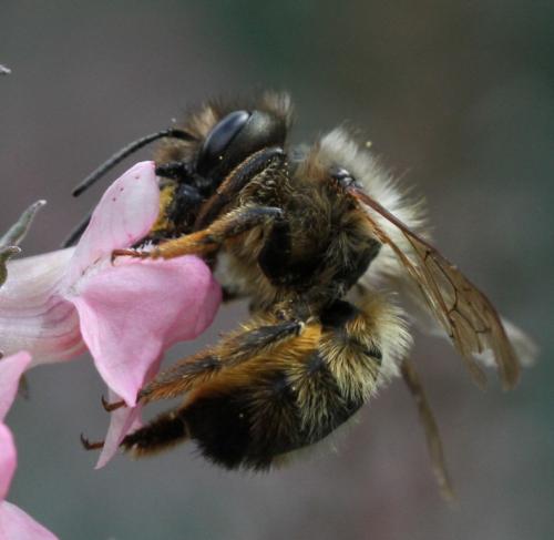 Réf. 121 199 : Osmia bicornis