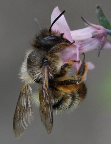 Réf. 121 197 : Osmia bicornis