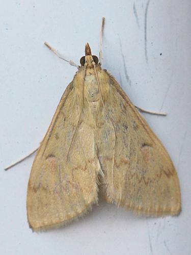 Réf. 121 305 : Ostrinia nubilalis